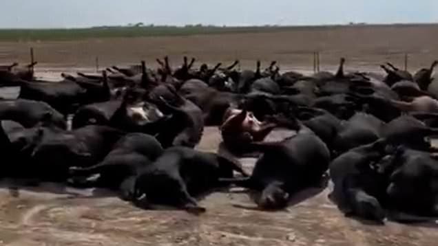 CATTLE CRAZINESS: Kansas cow deaths cause Republicans to cry "conspiracy!"